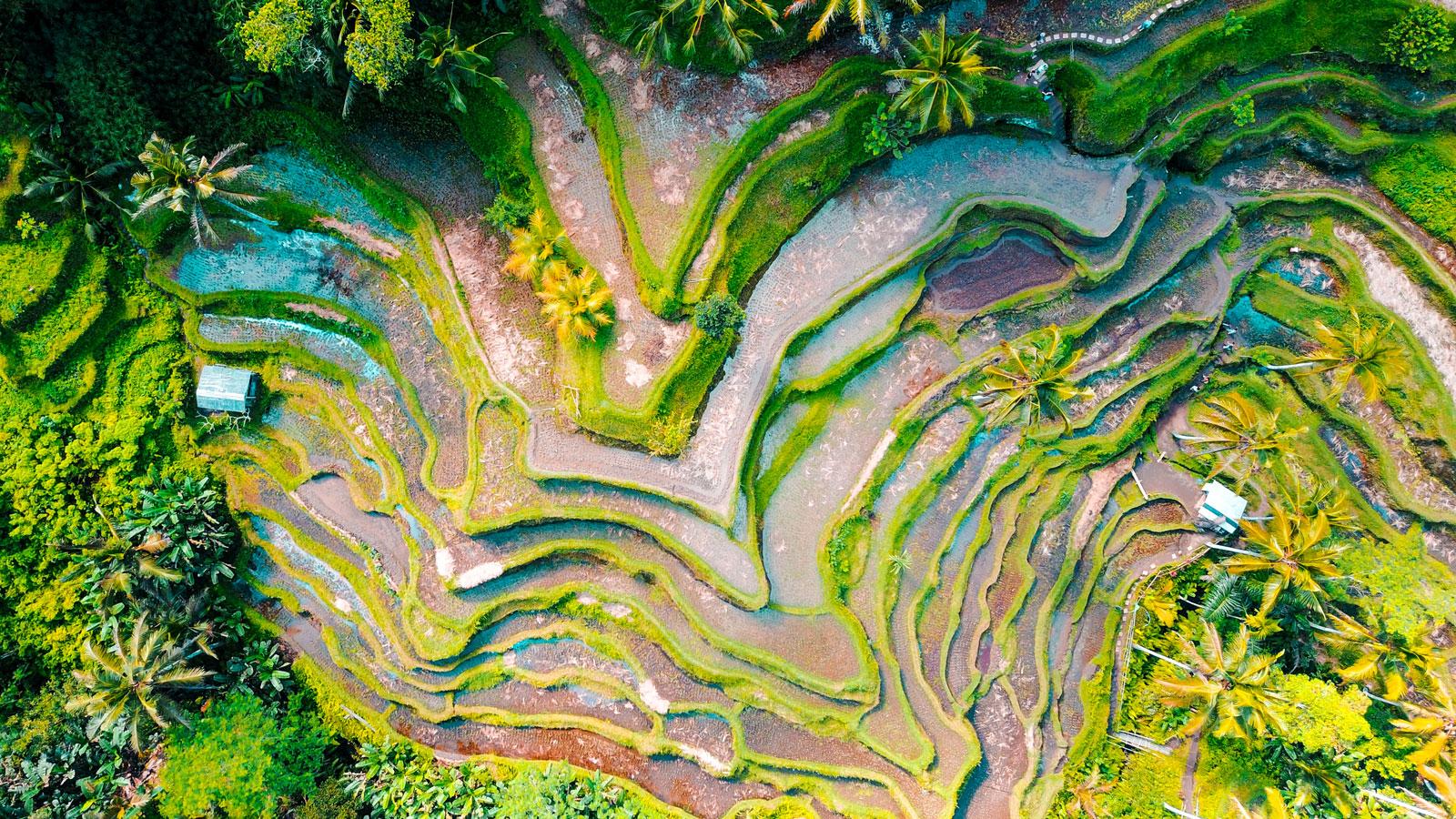 Risaie tropicali di Bali